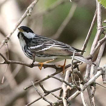 Blackpoll Warbler