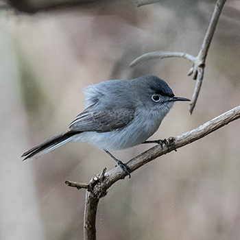 Blue-grey Gnatcatcher