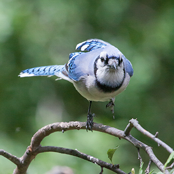 Blue Jay