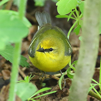 Blue-winged Warbler