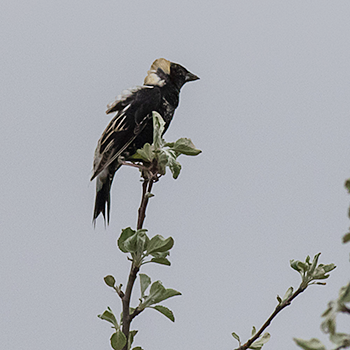 Bobolink