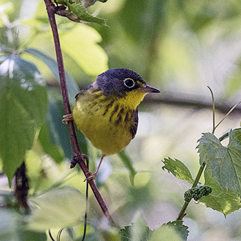 Canada Warbler