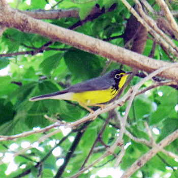 Canada Warbler