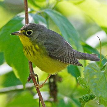 Canada Warbler