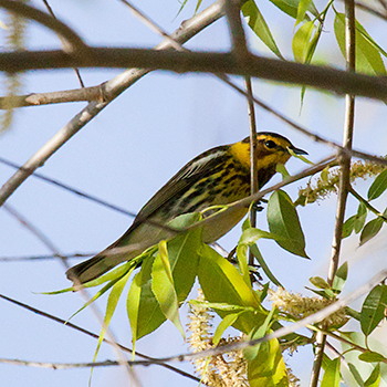 Cape May Warbler