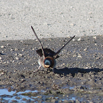 Cliff Swallow