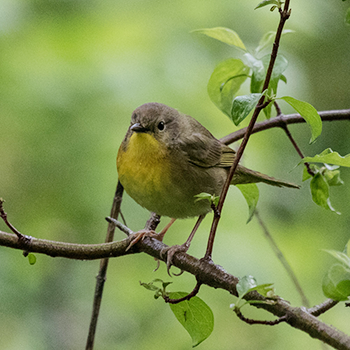 Common Yellowthroat