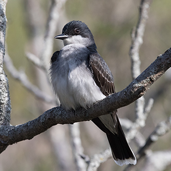 Eastern Kingbird