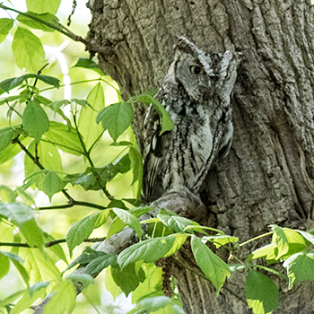 Eastern Screech-owl