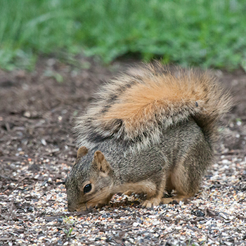 Fox Squirrel