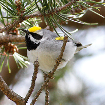 Golden-winged Warbler