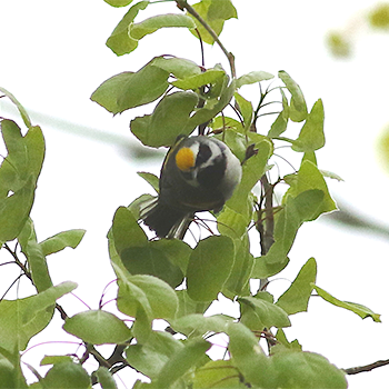Golden-winged Warbler