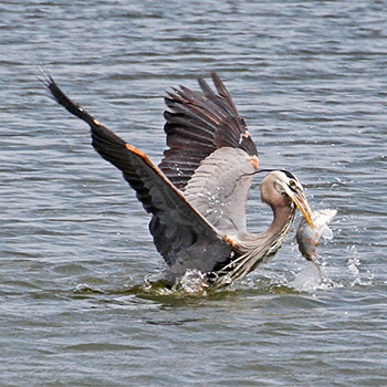 Great Blue Heron