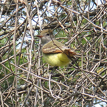 Great Crested Flycatcher