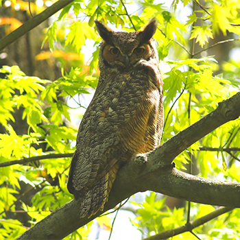 Great Horned Owl