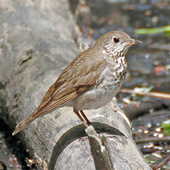 Grey-cheeked Thrush