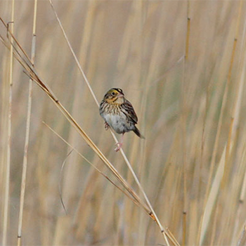 Henslow's Sparrow