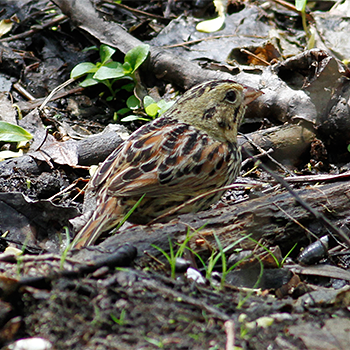 Henslow's Sparrow