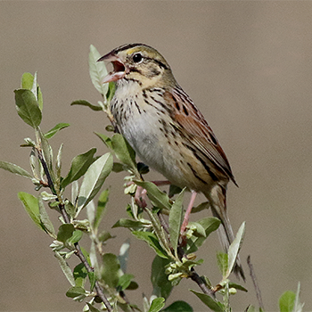 Henslow's Sparrow