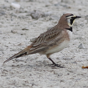 Horned Lark