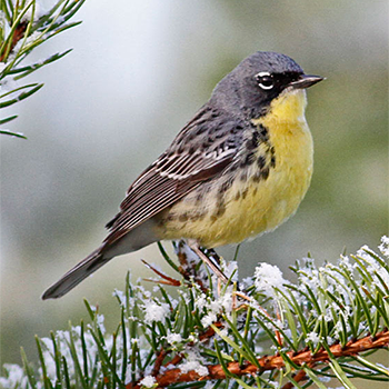 Kirtland's Warbler