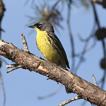 Kirtland's Warbler