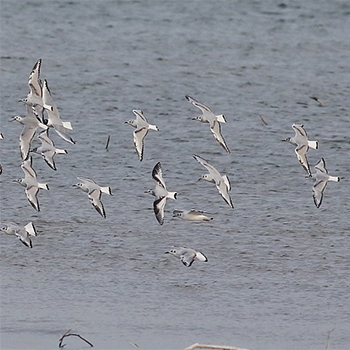 Little Gull amongst Bonaparte's Gulls