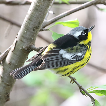 Magnolia Warbler (male)