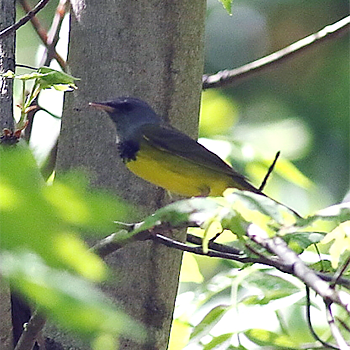 Mourning Warbler