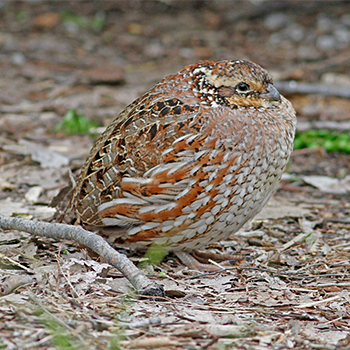 Northern Bobwhite