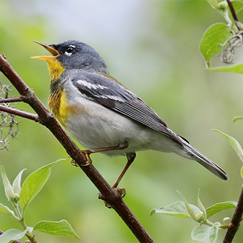 Northern Parula