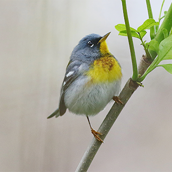 Northern Parula