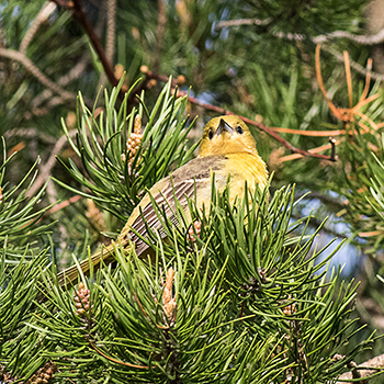 Orchard Oriole