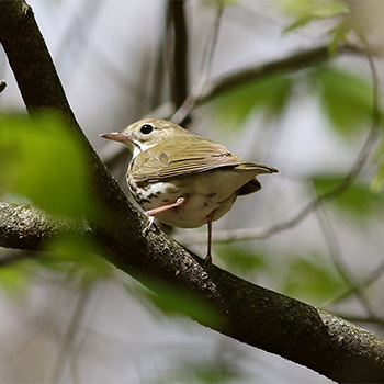 Ovenbird