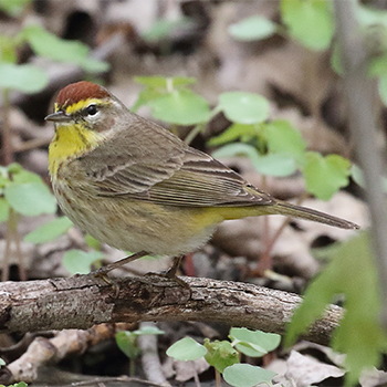 Palm Warbler
