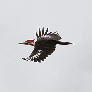 Pileated Woodpecker