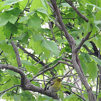 Pine Warbler
