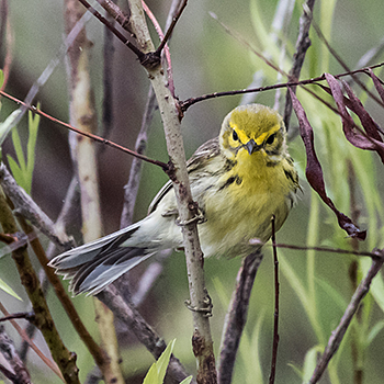 Prairie Warbler