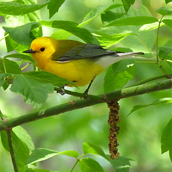 Prothonotary Warbler