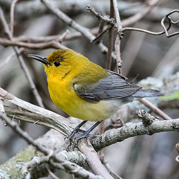 Prothonotary Warbler