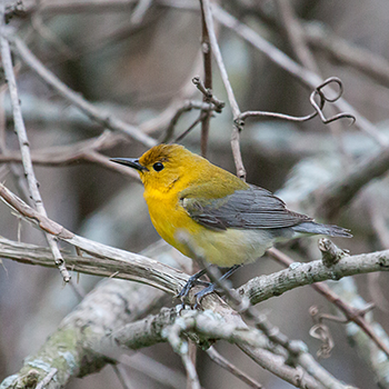 Prothonotary Warbler