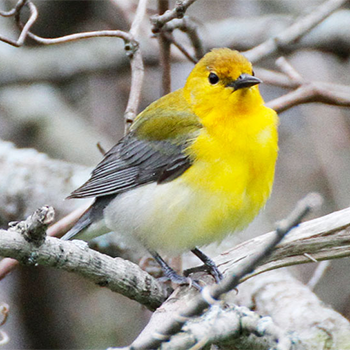 Prothonotary Warbler