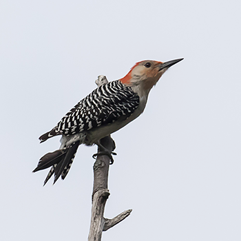 Red-bellied Woodpecker