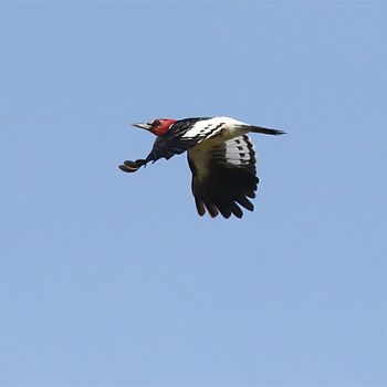 Red-headed Woodpecker