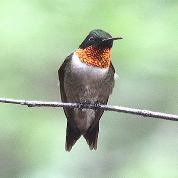 Ruby-throated Hummingbird