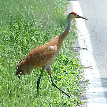 Sandhill Crane