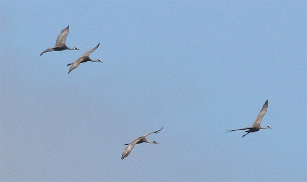 Sandhill Cranes