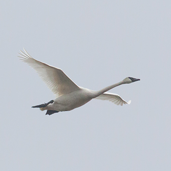 Trumpeter Swan