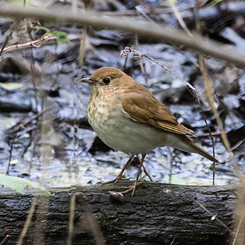 Veery