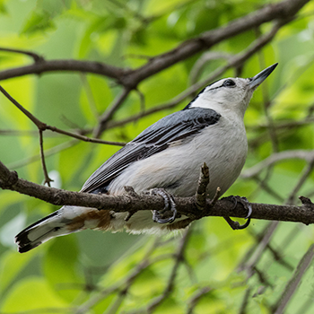White-breasted Nuthatch